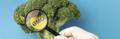 В Великобритании собираются продавать ГМО без маркировки /    