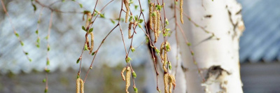 Надвигается пик пыления березы /    