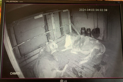 Видеонаблюдение в хотоне: горожанин переехал в село в Амгинском районе и стал фермером / Николай Борисов   