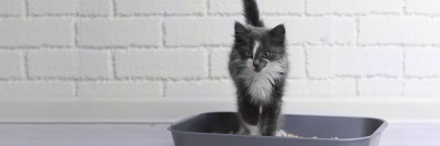 Названы плюсы и минусы разных наполнителей для кошачьего лотка /    