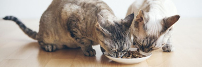 Производители кормов, из-за которых умерли сотни кошек, не стремятся предупреждать покупателей /    