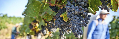 Роскачество проверило винодельни Крыма и Севастополя /    