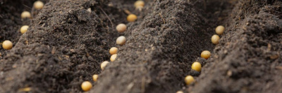 Роскачество остановило выпуск семян, незаконно использовавших Знак качества /    