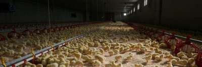 Производитель филе цыпленка с хлороформом усилил контроль качества на предприятии /    