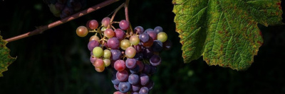 Российское виноделие защитили: вступил в силу регулирующий отрасль закон /    