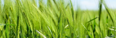 Роскачеством сертифицированы первые производители органики /    