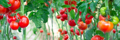 Экспертный совет назвал пробелы в законе об органике /    