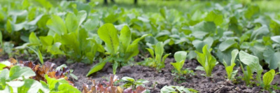 Роскачество вступило в Международную федерацию движения органического сельского хозяйства /    