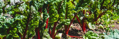 При Роскачестве создан Экспертный совет по органической продукции /    