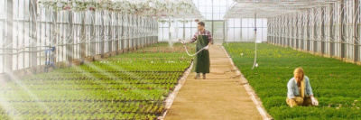 В Роскачество поступили первые 30 заявок на сертификацию органики /    