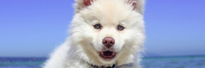 С заботой о ваших собаках: Роскачество проверило корм для собак /    