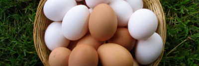 Роскачество исследует куриные яйца /    