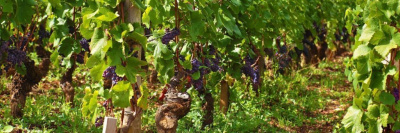 «Винный гид России» дополнят элитными марками /    