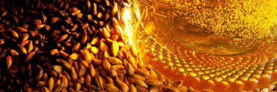 Опубликованы первые результаты исследования качества пива /    