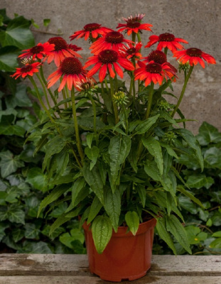 Эхинацея пурпурная Рэд Перл ASF 1 шт Р9