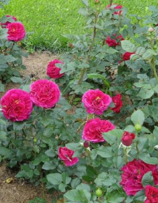 Роза английская Фишерман Френд