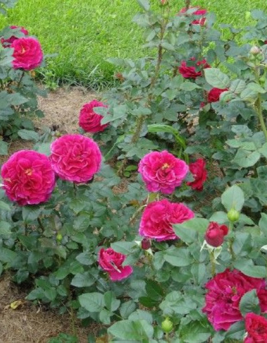 Роза английская Фишерман Френд