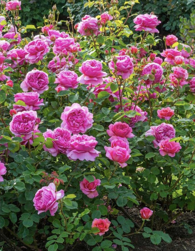 Роза английская Принцесса Александра оф Кент