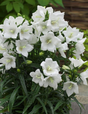 Колокольчик средний Компана Вайт ASF 1 шт Р9