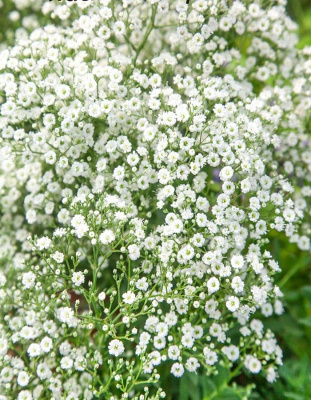 Гипсофила метельчатая Белая ASF 1 шт Р9