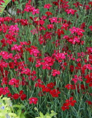 Гвоздика-травянка Флэшинг лайт ASF 1 шт Р9