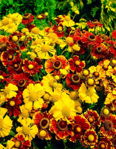 Гелениум Огонь любви смесь сортов ASF 1 шт Р9