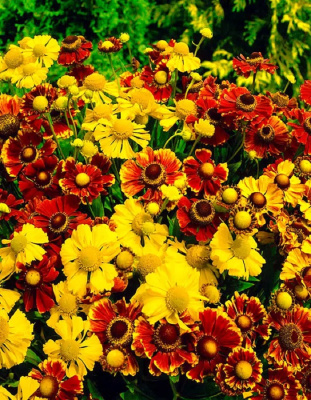 Гелениум Огонь любви смесь сортов ASF 1 шт Р9