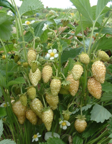 Земляника альпийская ремонтантная  Желтое чудо ASF