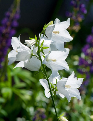 Колокольчик персиколистный белый ASF 1 шт Р9