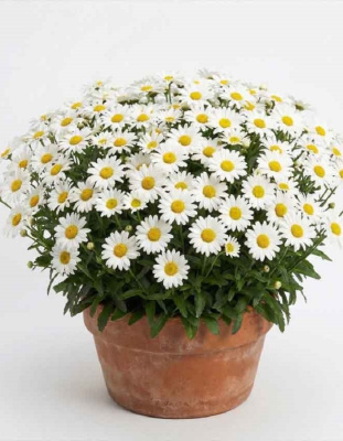 Нивяник Серебрянная принцесса ASF 1 шт Р9