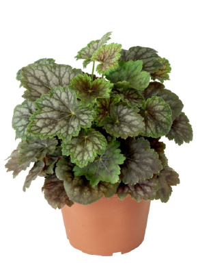 Гейхера Марвелоус марбл ASF 1 шт Р9