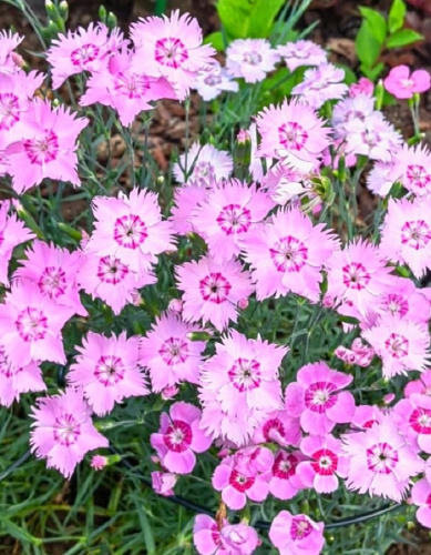 Гвоздика-аллвуда Альпийский ковер ASF 1 шт Р9