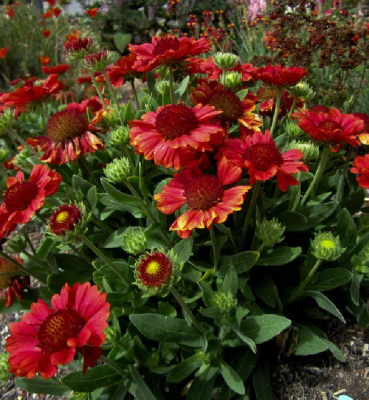 Гайлардия грандифлора Бургунди ASF 1 шт Р9