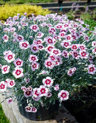 Гвоздика-травянка Вайд-ред ASF 1 шт Р9