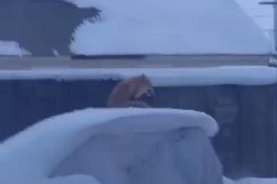 Мертвую лису обнаружили в Среднеколымске во время карантина по бешенству / Айаал Аргунов   