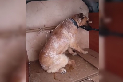 В Якутске собака с ошейником напала на восьмилетнего ребенка            
                UPD / Нарыйа Пахомова Якутск Якутск Республика Саха (Якутия)