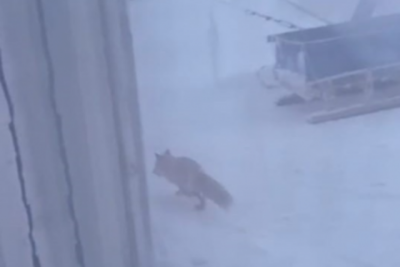 Лиса напала на собаку в поселке Чокурдах Якутии / Айаал Аргунов   