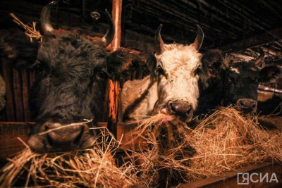 Россия в 2024 году произвела рекордные 16,7 млн тонн скота и птицы / ЯСИА   