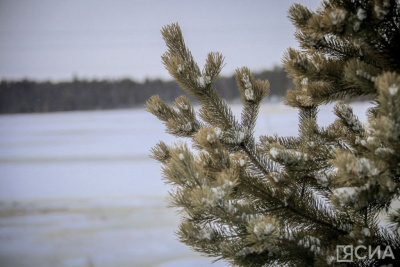 Ученый разъяснил, как аномальное потепление в Якутии скажется на животных / Нарыйа Пахомова   Республика Саха (Якутия)
