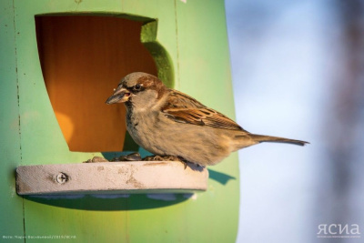 Хлеб смертельно вреден для птиц: рекомендации орнитолога из Якутии по зимнему подкармливанию / Нарыйа Пахомова   Республика Саха (Якутия)