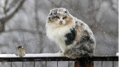 На севере прогноз погоды - неблагоприятный /    