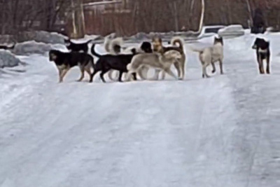 В поселке Чульман свора бродячих собак заполонила дорогу к детскому саду / Карина Оконешникова   