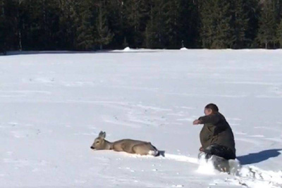 Видеофакт: в Якутии мужчина протоптал косуле дорогу до лесной опушки / Карина Оконешникова   Республика Саха (Якутия)