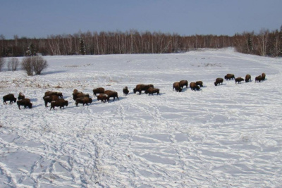 АЛРОСА поддержит питомники лесных бизонов Якутии / ЯСИА   Республика Саха (Якутия)
