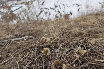 Фотофакт: в Якутии появились первые подснежники / Айаал Аргунов   Республика Саха (Якутия)