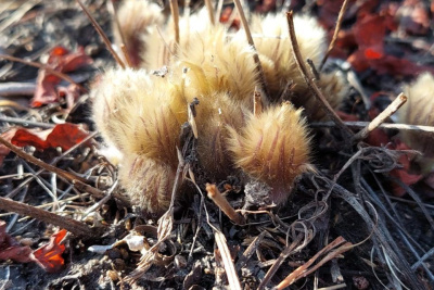 Фотофакт: в окрестностях Якутска появились первые подснежники / ЯСИА Якутск Якутск Республика Саха (Якутия)