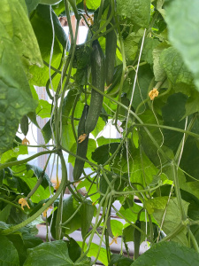 Не страшен снег и ветер аграриям «Якокита» /    