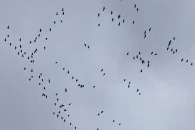 Видеофакт: над якутским селом Бютейдях пролетела стая стерхов / Мария Горохова Бютейдях Мегино-Кангаласский Республика Саха (Якутия)