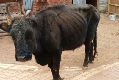 Снимок исхудалой коровы якобы якутской породы возмутил жителей Якутии / Мария Горохова   