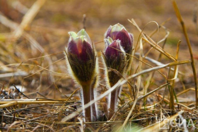 Глафира Горошница: приметы и что нельзя делать 9 мая / ЯСИА   